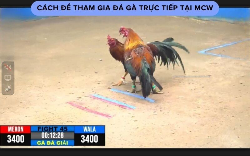 Cách để tham gia đá gà trực tiếp tại MCW