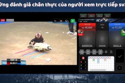 Trực Tiếp Sv388 – Nền Tảng Đỉnh Cao Cho Người Đam Mê Đá Gà MCW